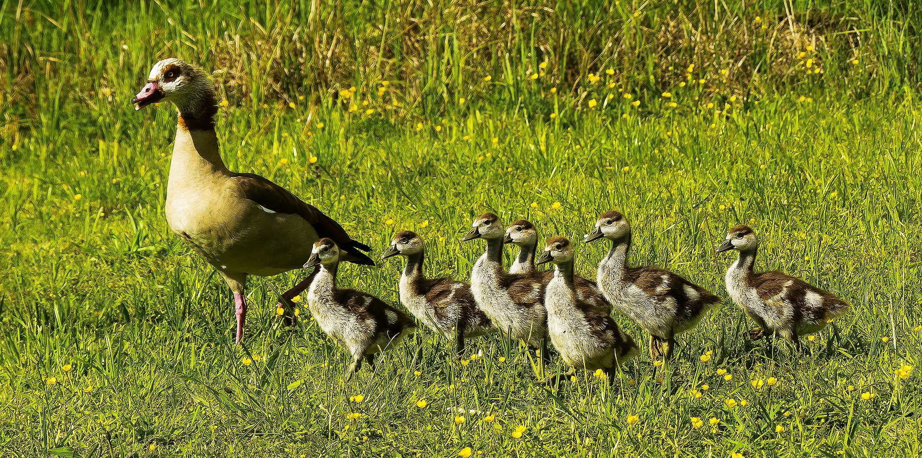 Alle Nilgans-Küken noch da