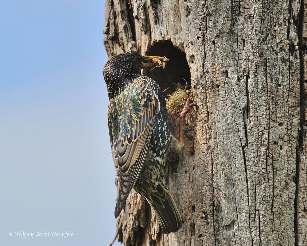 --- Alle paar Minuten gibt es Nachschub --- ( Sturnus vulgaris )