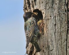 --- Alle paar Minuten gibt es Nachschub --- ( Sturnus vulgaris )