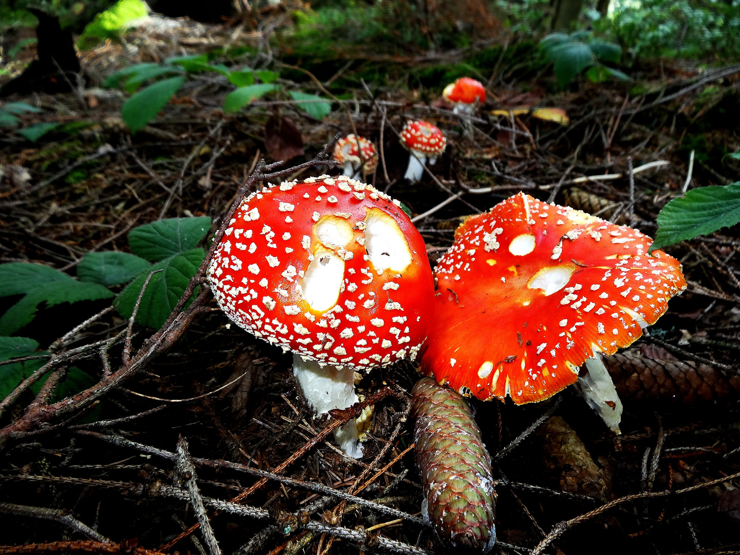 Alle Pilze sind eßbar,manche aber nur einmal...