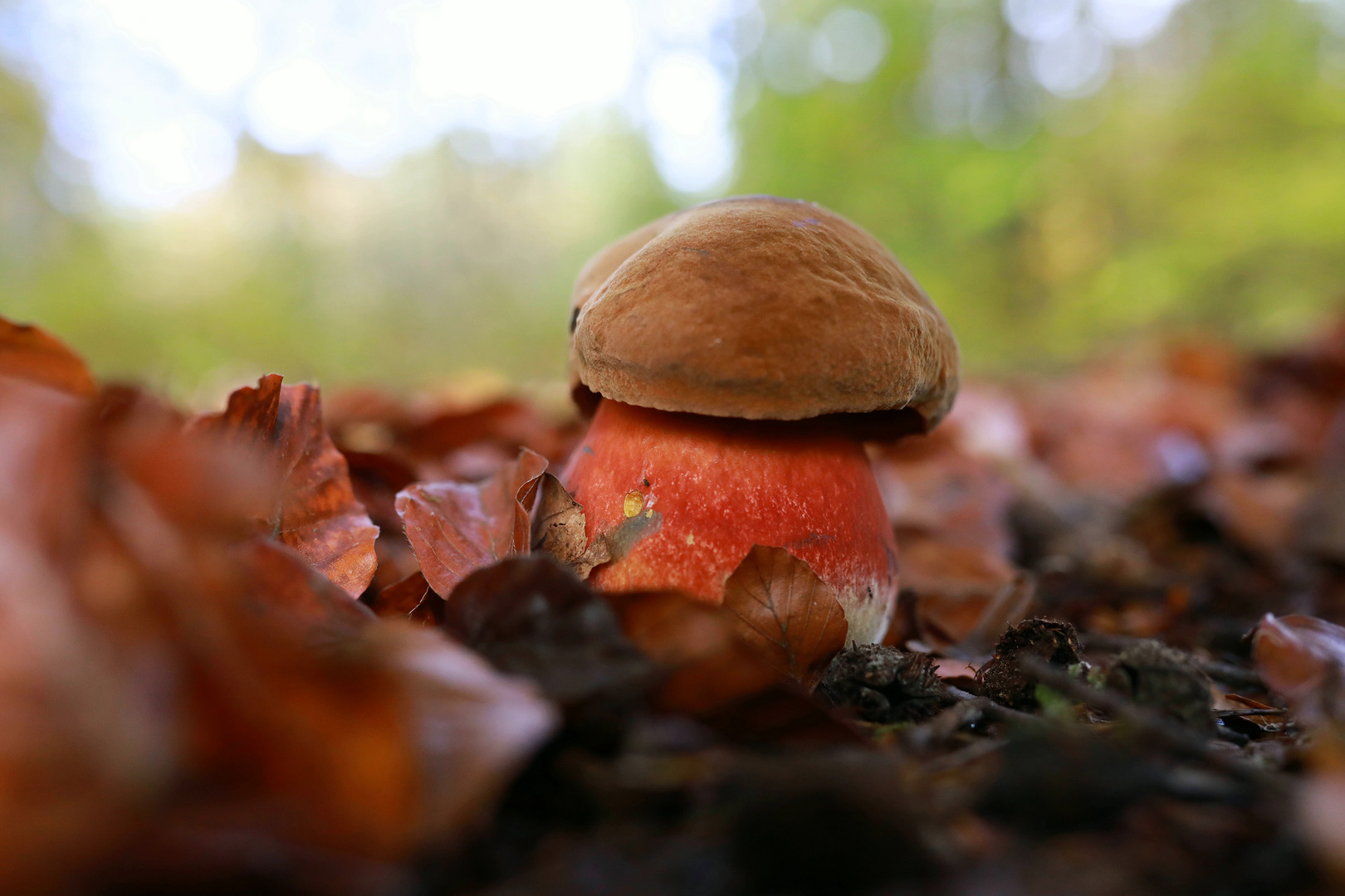 Alle Pilze sind schon da... alle Pilze alle... 2