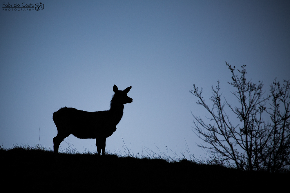 Alle prime luci dell'alba