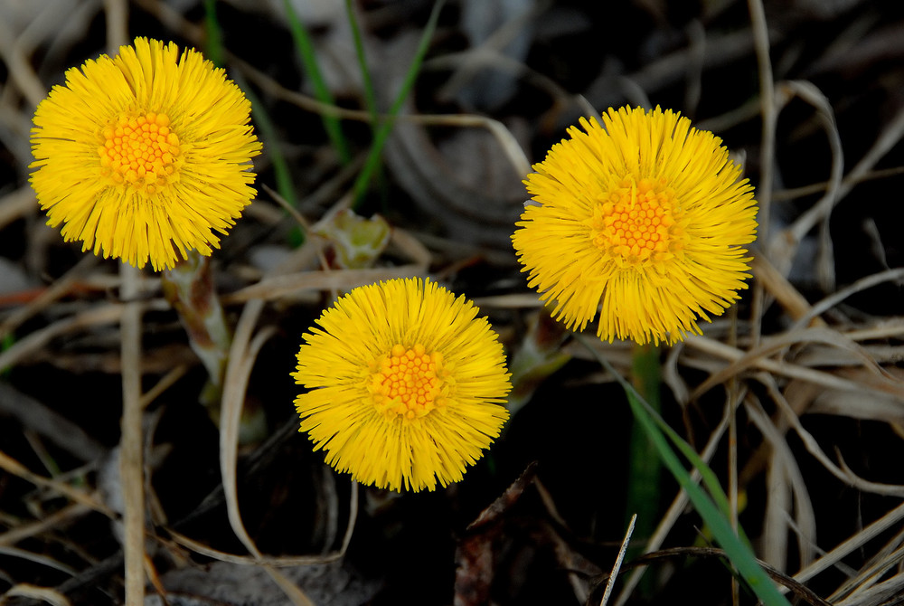 Alle reden von Frühling....