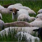 Alle Schafe schlafen....alle?