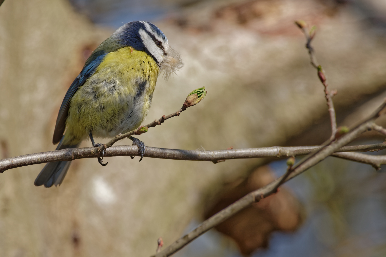 Alle Schnäbel voll zu tun Foto & Bild | tiere, wildlife ...
