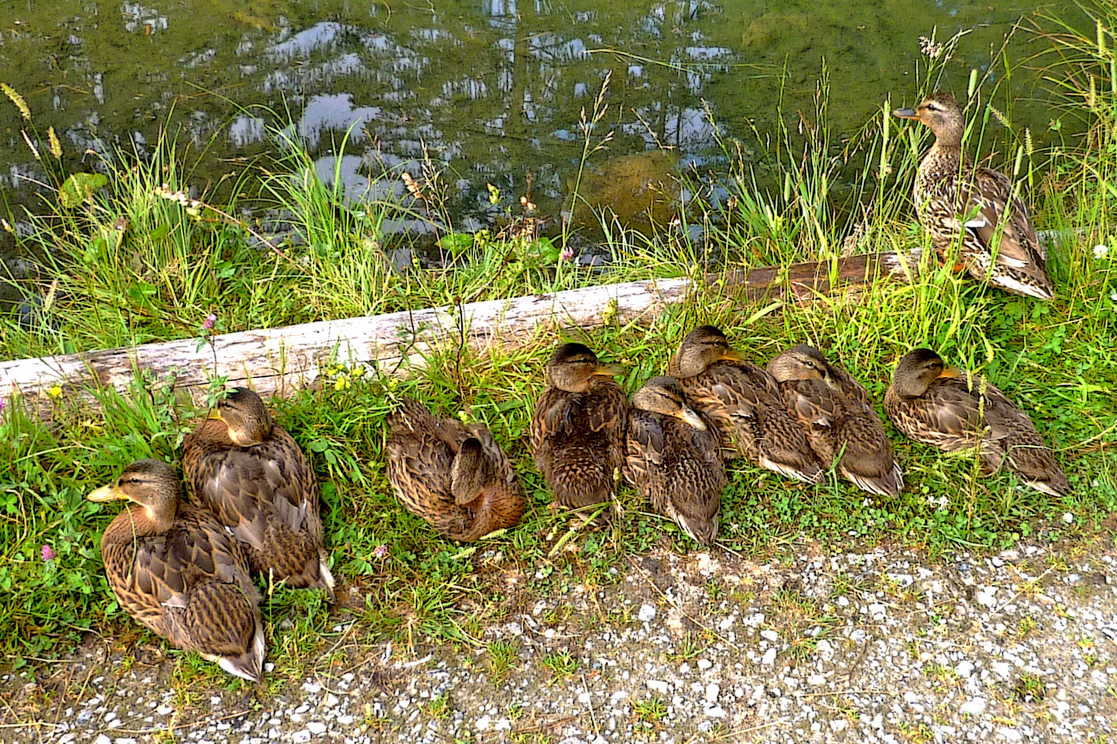 Alle sind entspannt und schläfrig, aber Mami wacht!