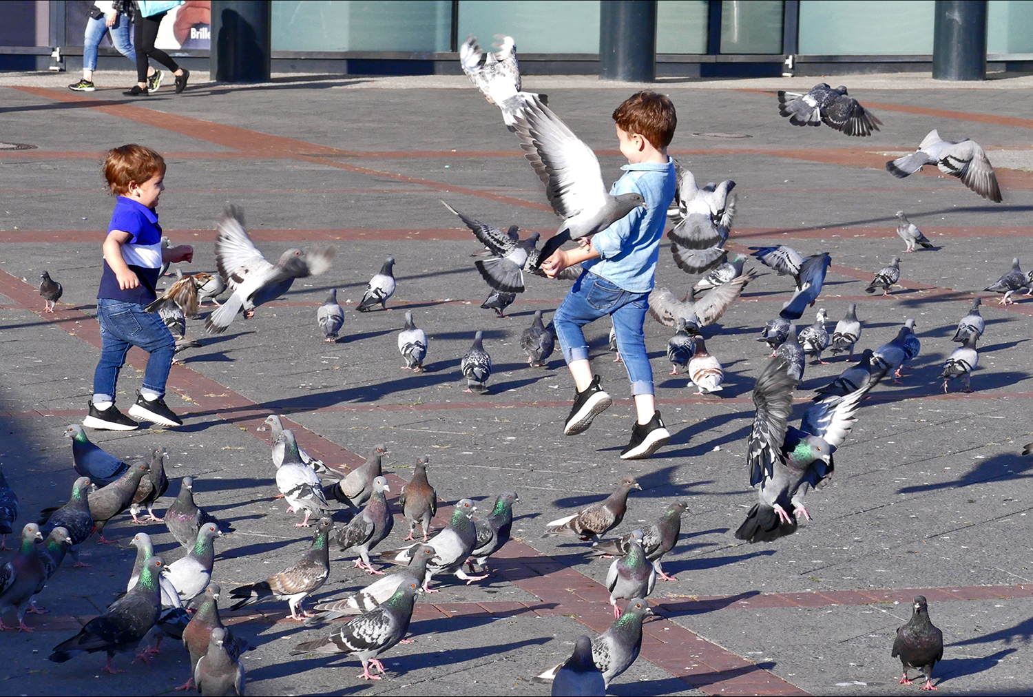 alle tauben fliegen hoch