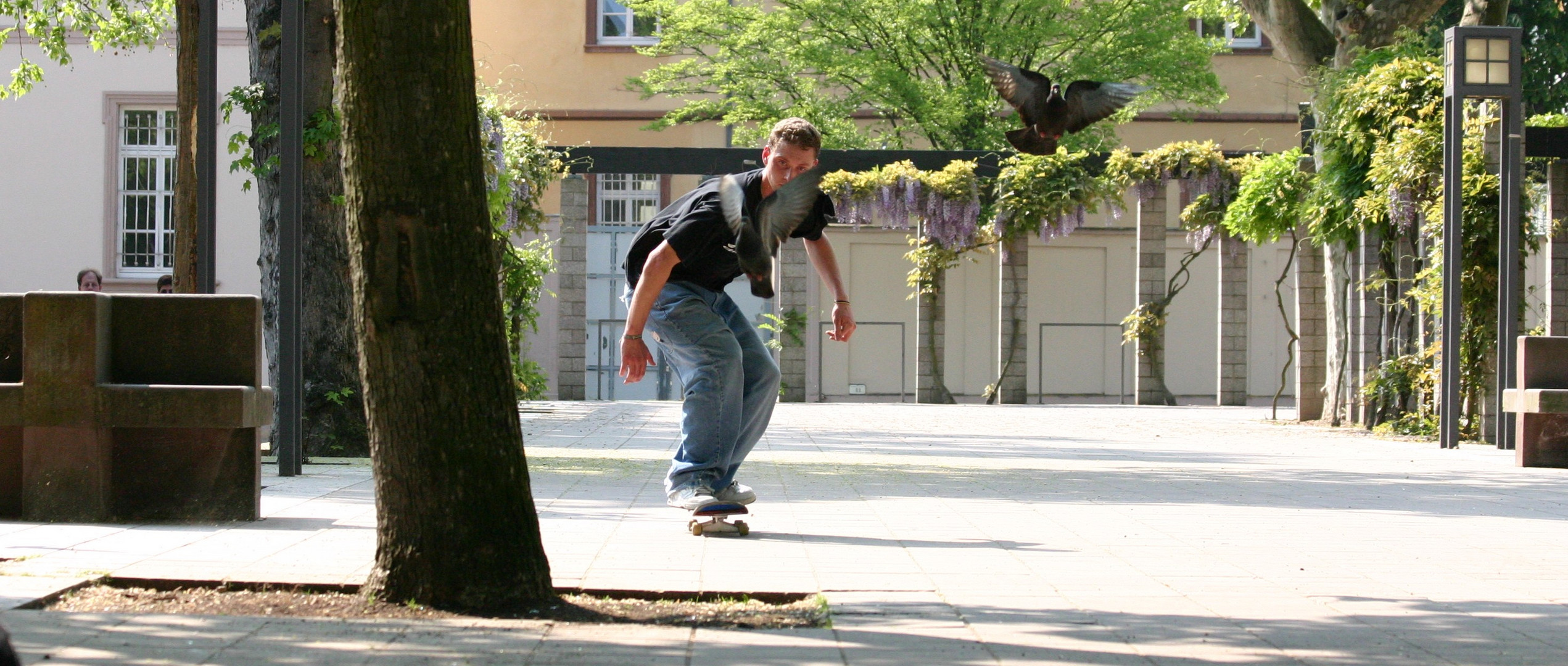 alle Tauben fliegen hoch