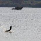 Alle Torbiere (Lago d'Iseo) ... con buoni riflessi.