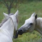 allé un autre calin