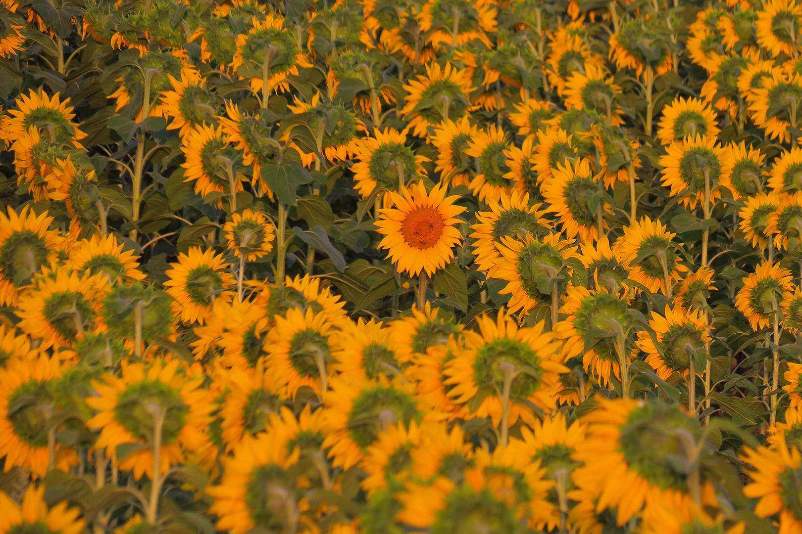 Alle und "Eine"          Mittwochsblümchen am 27. Juli 2022    