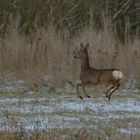 Alle vier in der Luft