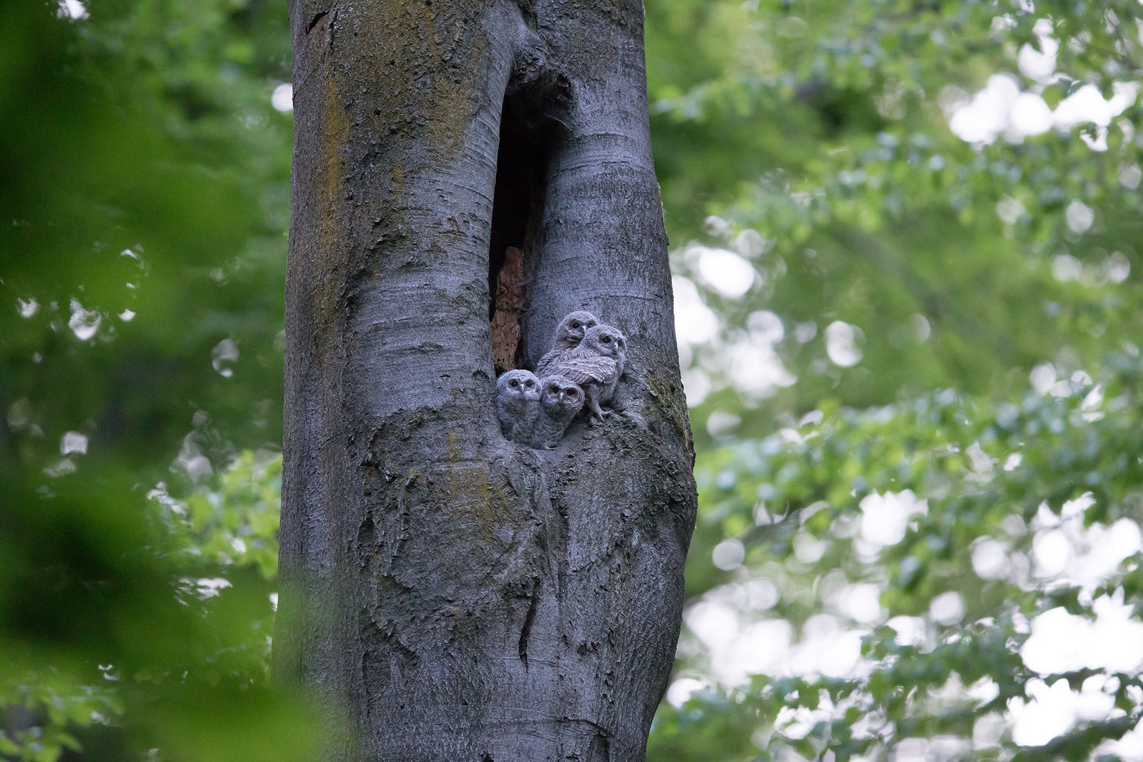 Alle vier Waldkauz-Ästlinge halten Ausschau am Höhleneingang.