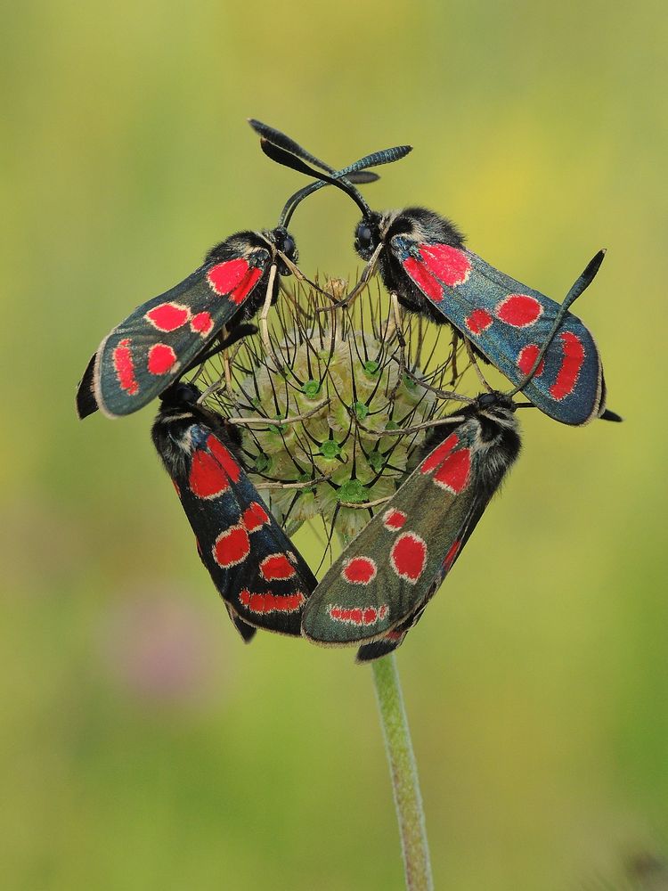 Alle Viere Foto & Bild natur, insekten, tiere Bilder auf