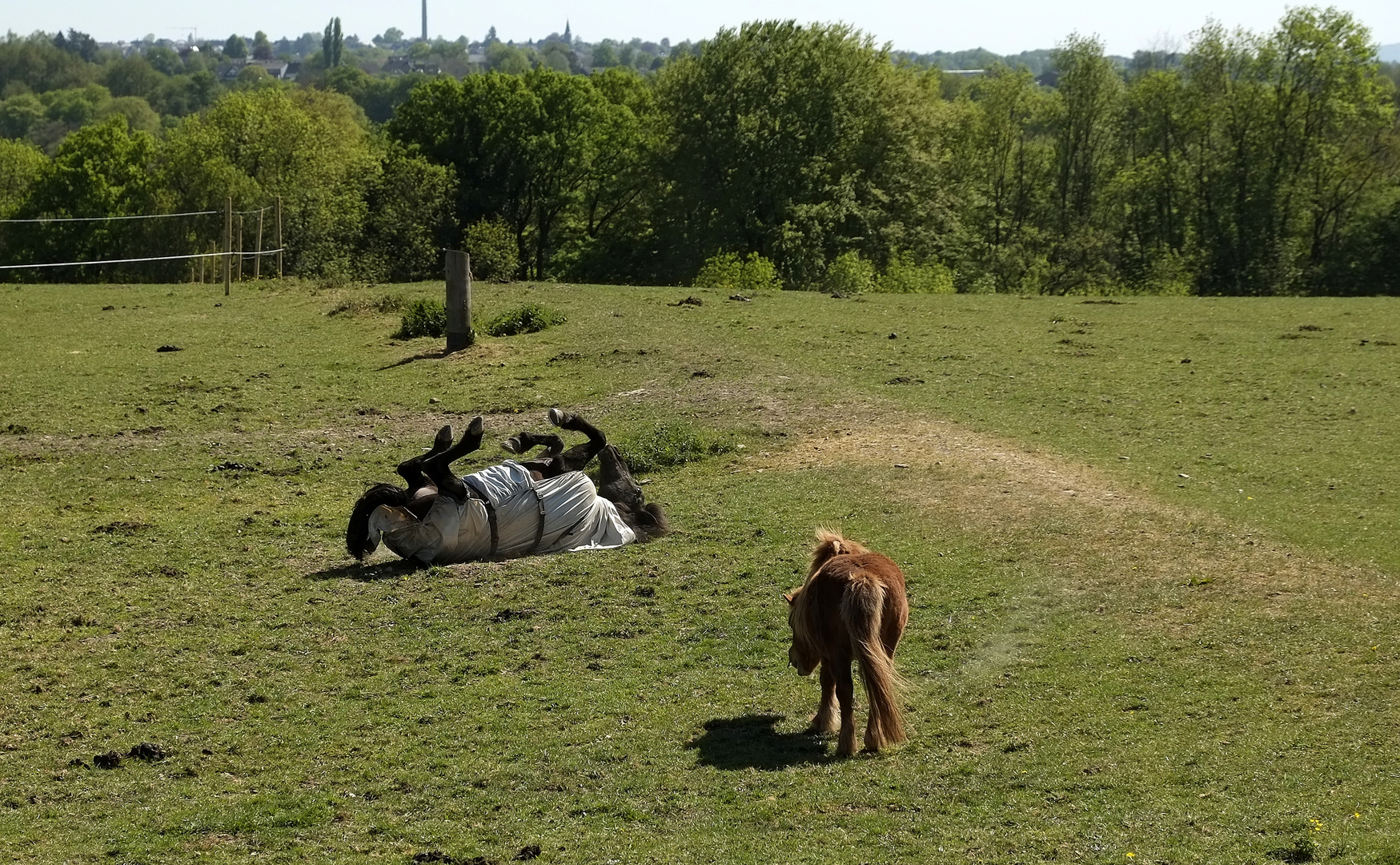 alle Viere in die Luft