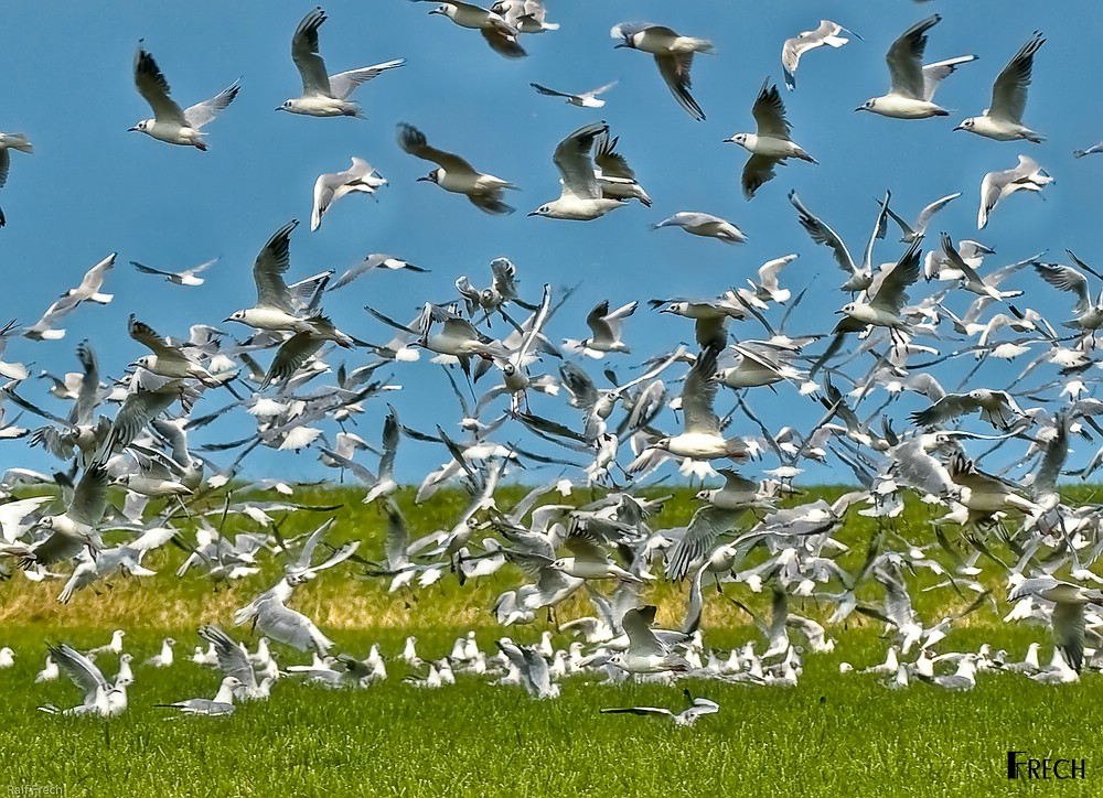 Wie Hoch Fliegen Vögel Wie Hoch Fliegen Vögel