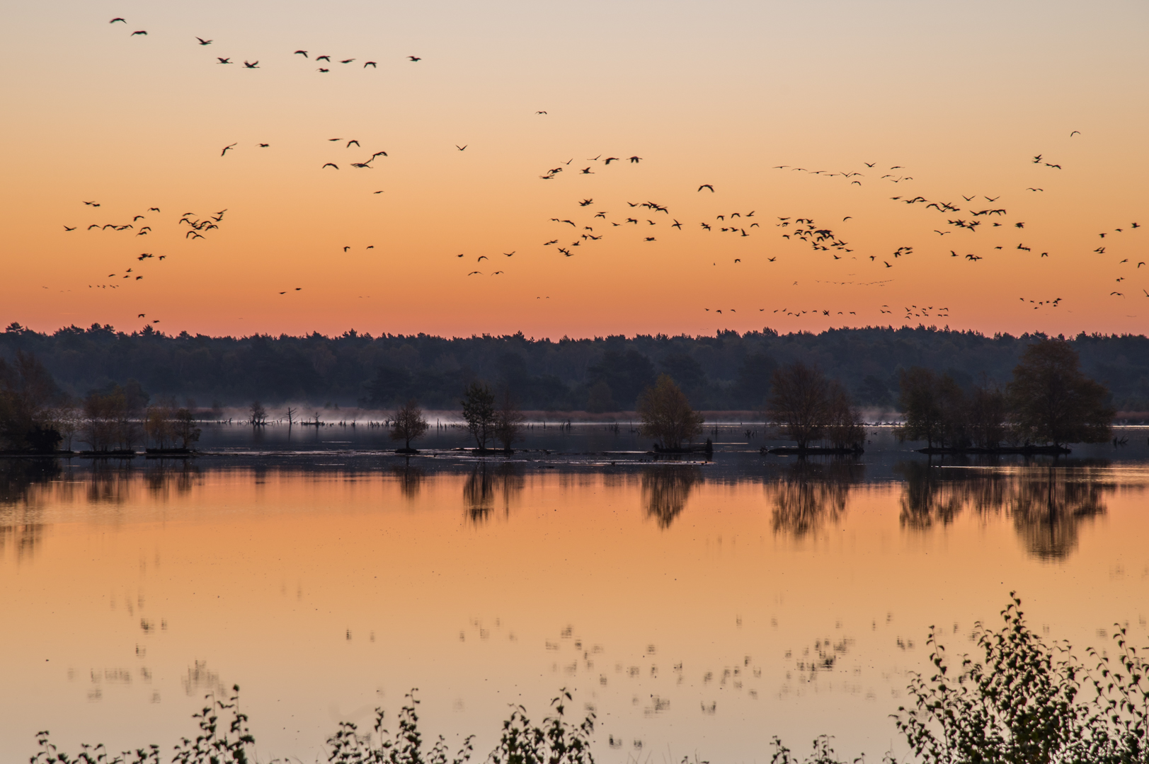 Alle Vögel fliegen hoch