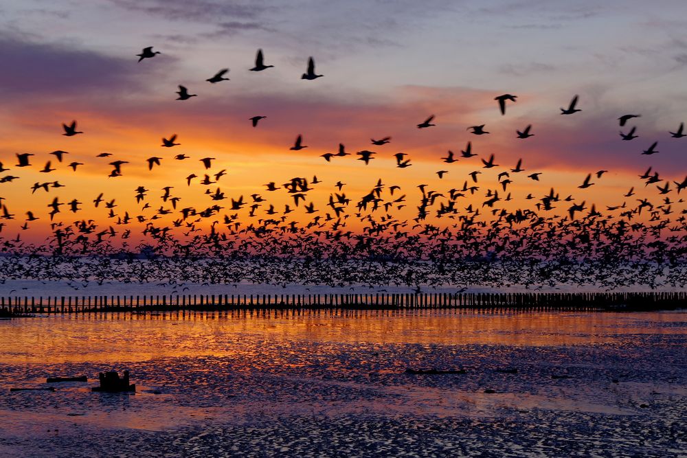 alle Vögel fliegen hoch