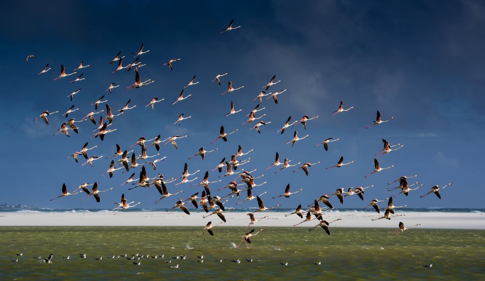 Alle Vögel Fliegen hoch .....!!!