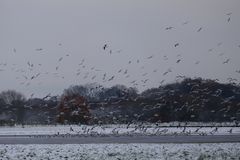 Alle Vögel fliegen hoch...