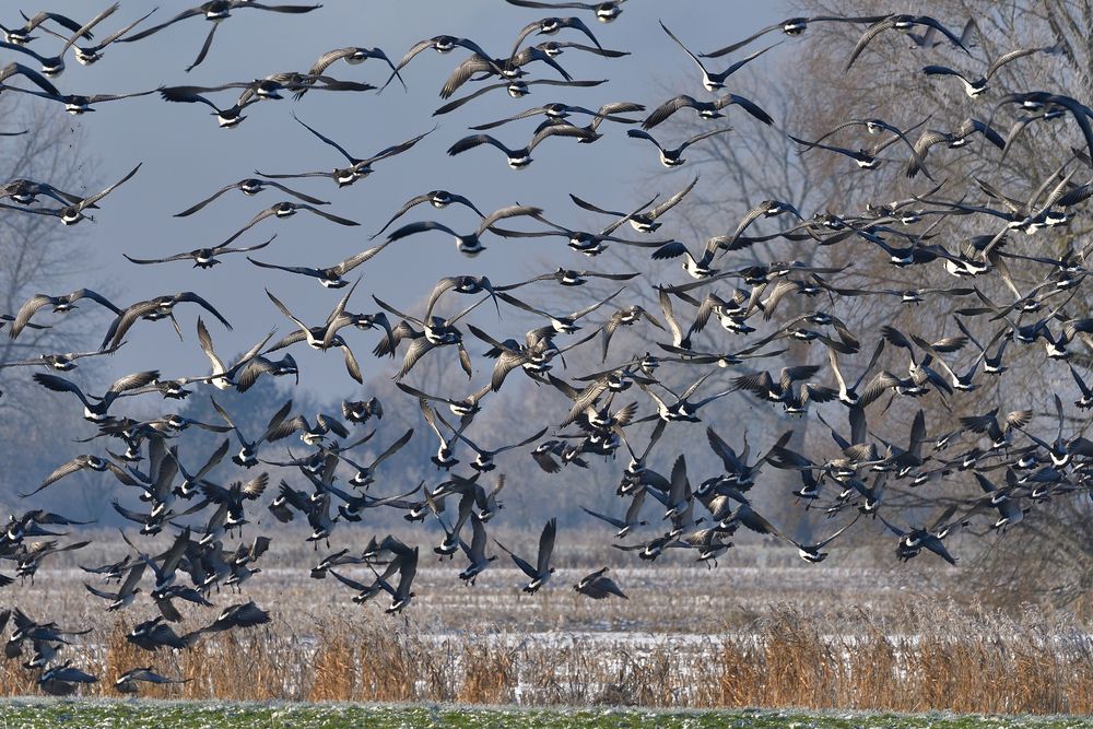 alle Vögel fliegen hoch