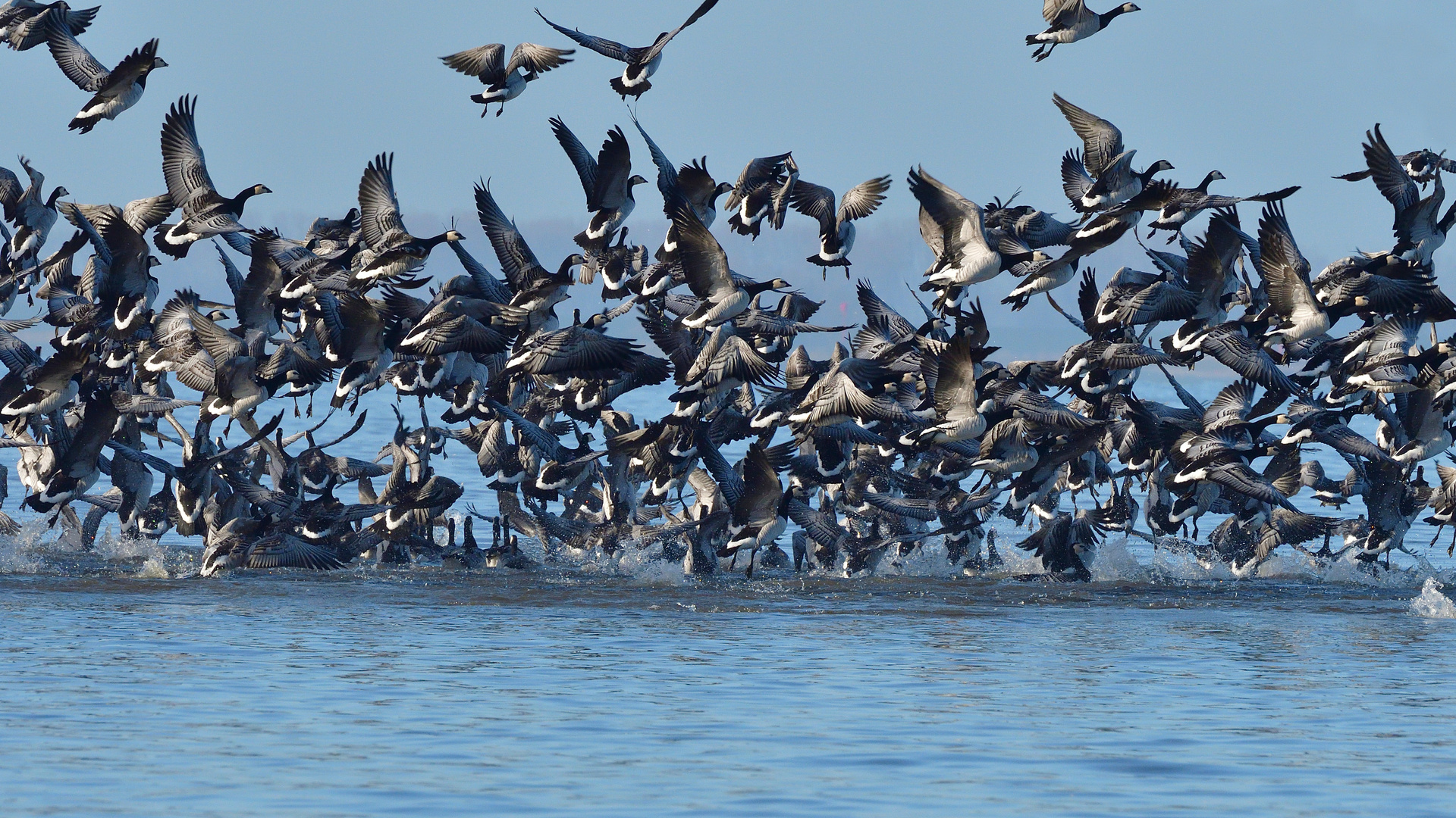 alle Vögel fliegen hoch