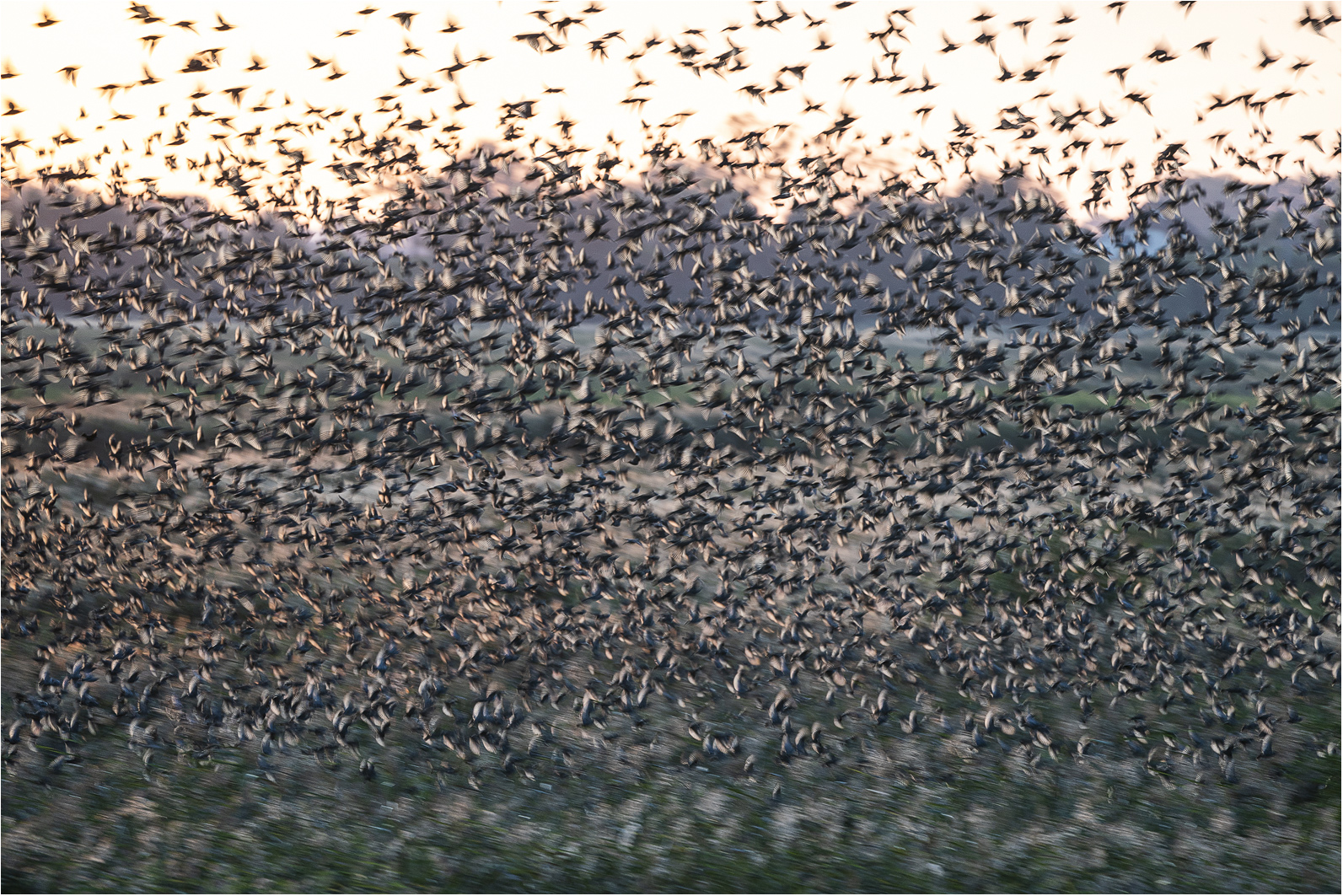 Alle Vögel fliegen hoooch......