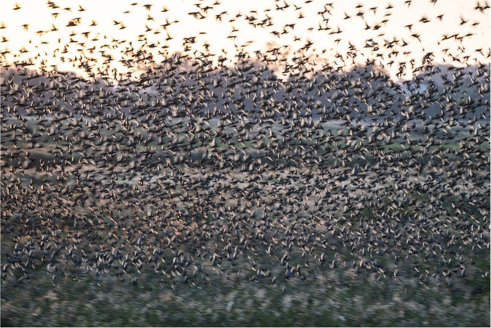 Alle Vögel fliegen hoooch......