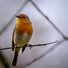 Alle Vögel - Rotkehlchen - sind schon da