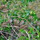 alle Vögel sind noch da