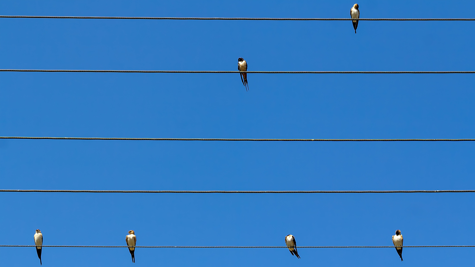 Alle Vögel sind scho-hon da