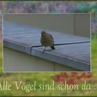 Alle Vögel sind schon da ...