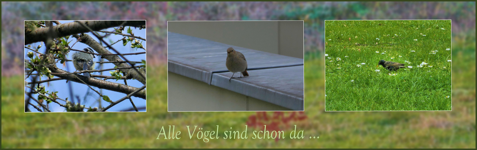 Alle Vögel sind schon da ...