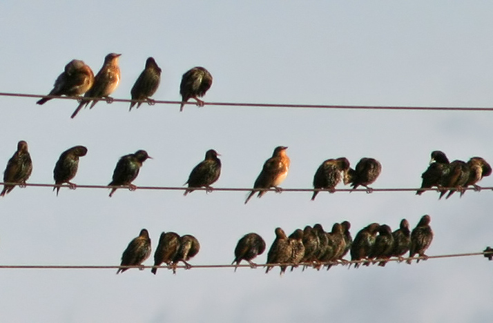 alle Vögel sind schon da......