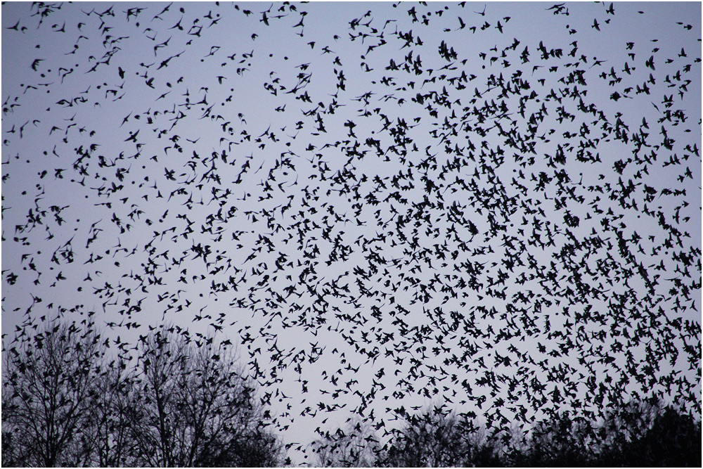 ALLE VÖGEL SIND SCHON DA ...