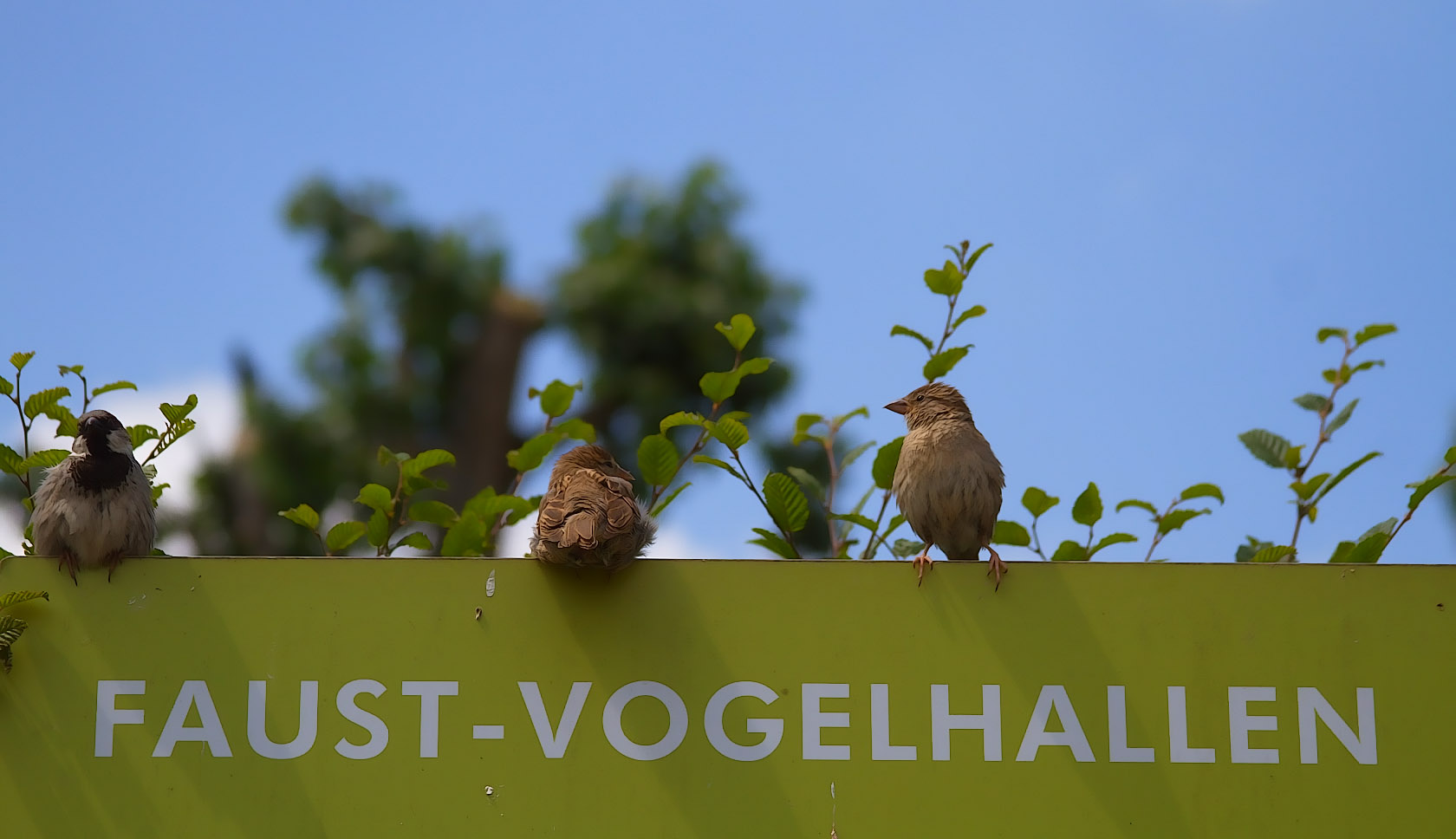 alle Vögel sind schon da..