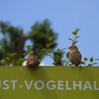 alle Vögel sind schon da..