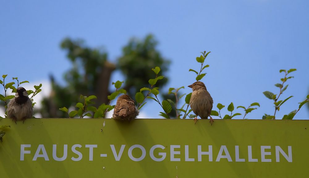 alle Vögel sind schon da..