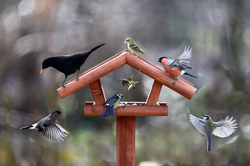 Alle Vögel sind schon da!