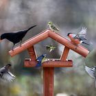 Alle Vögel sind schon da!