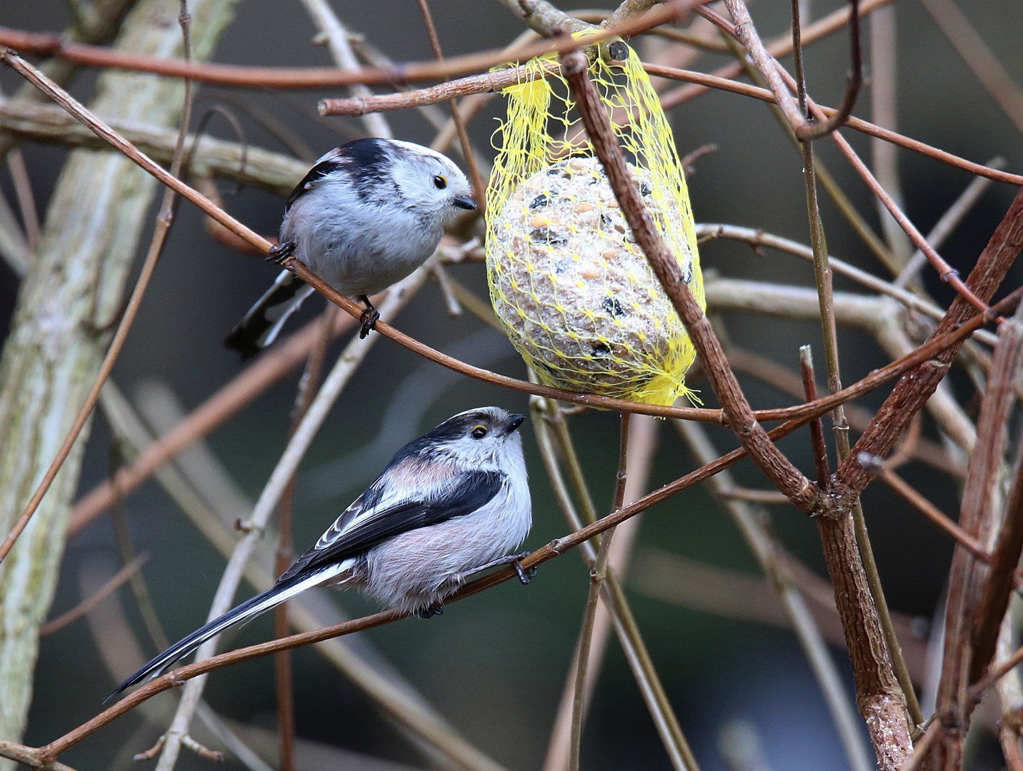 Alle Vögel sind schon da ... (2)