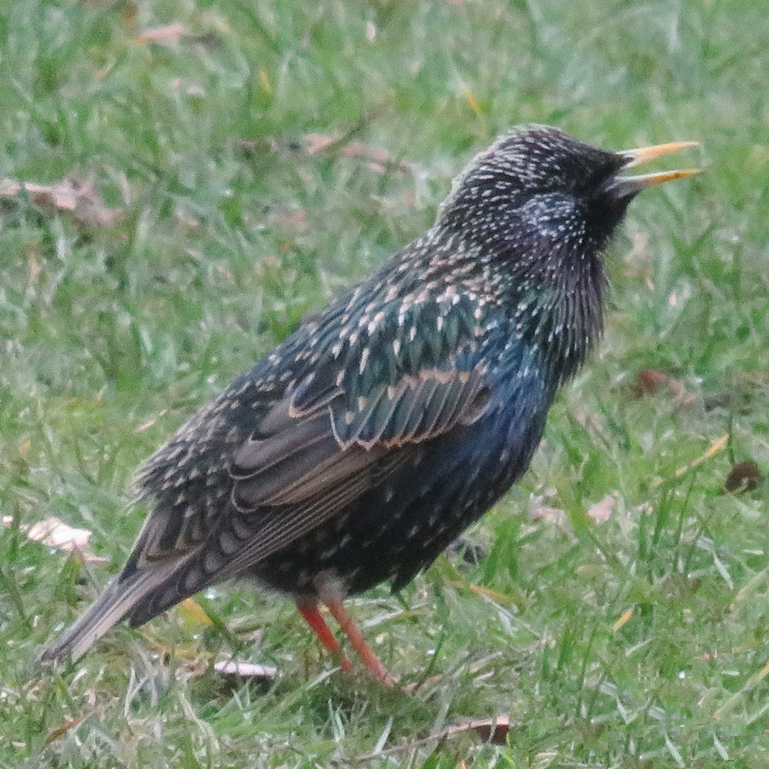 alle Vögel sind schon da...