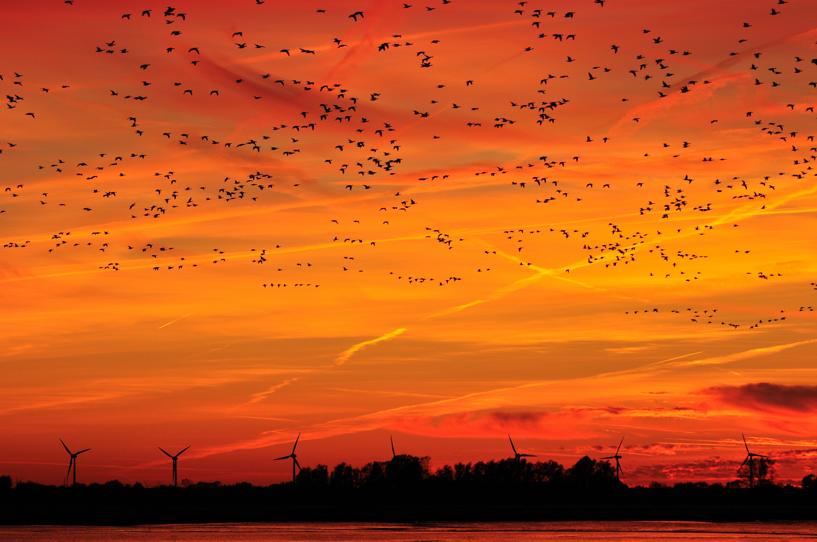 Alle Vögel sind schon da