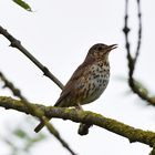 Alle Vögel sind schon da,...