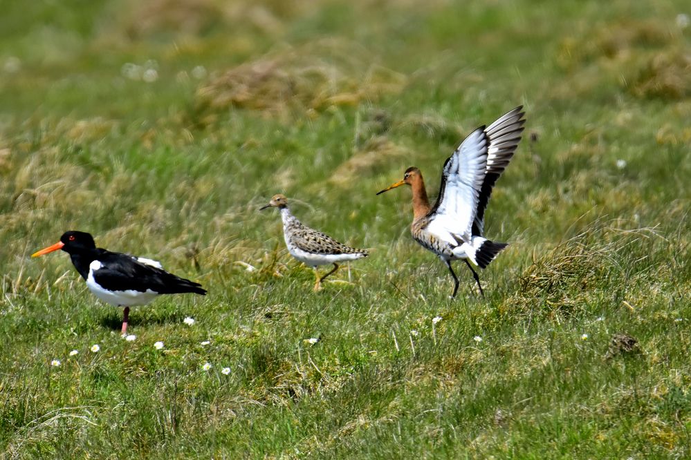 Alle Vögel sind schon da .....