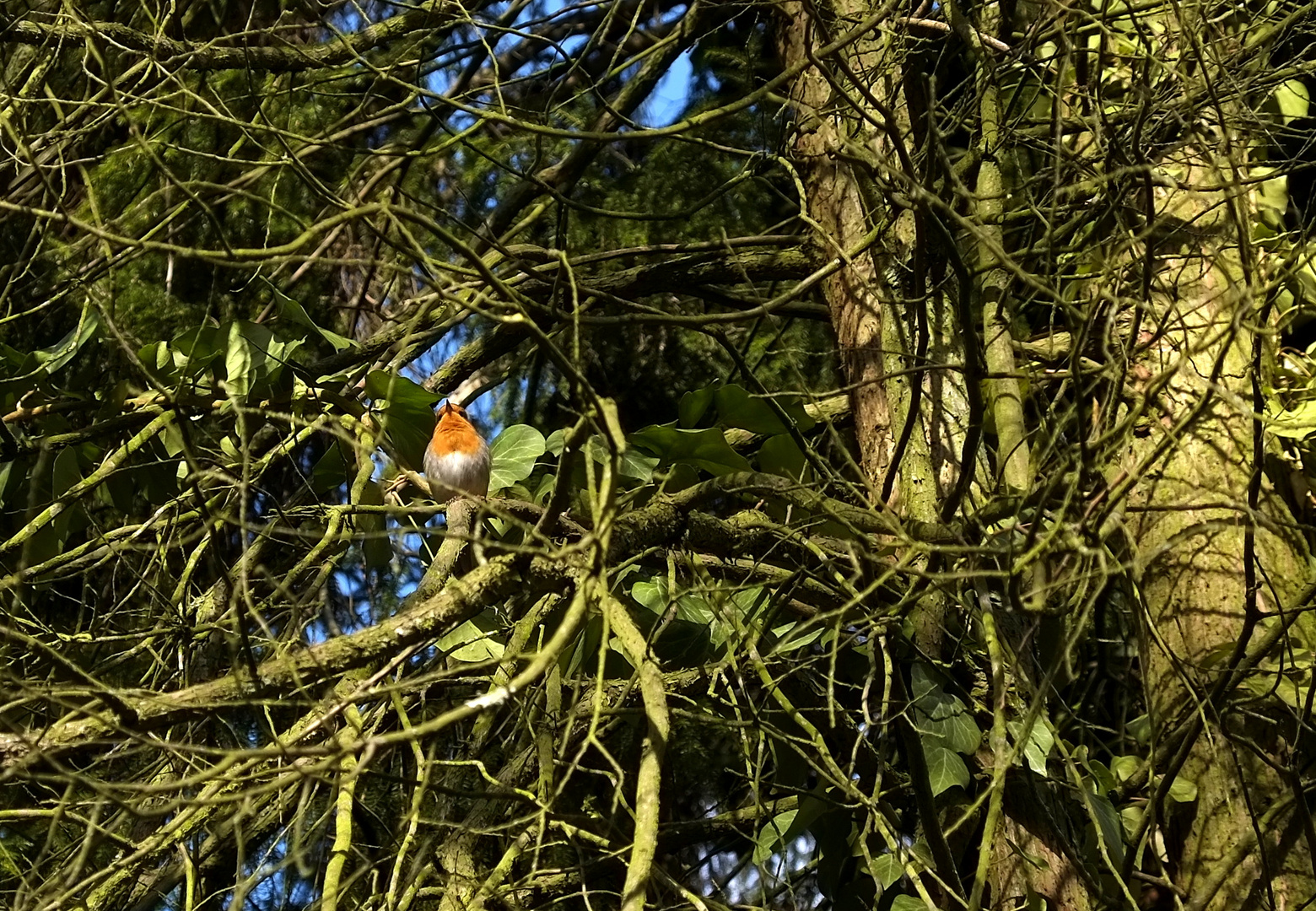 alle Vögel sind schon da...