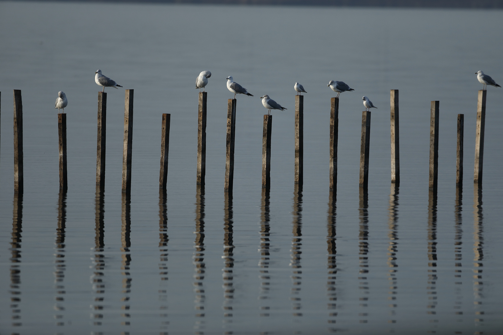 Alle Vögel sind schon da ..