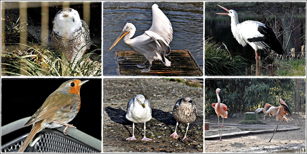 „ Alle Vögel sind schon da . . . "