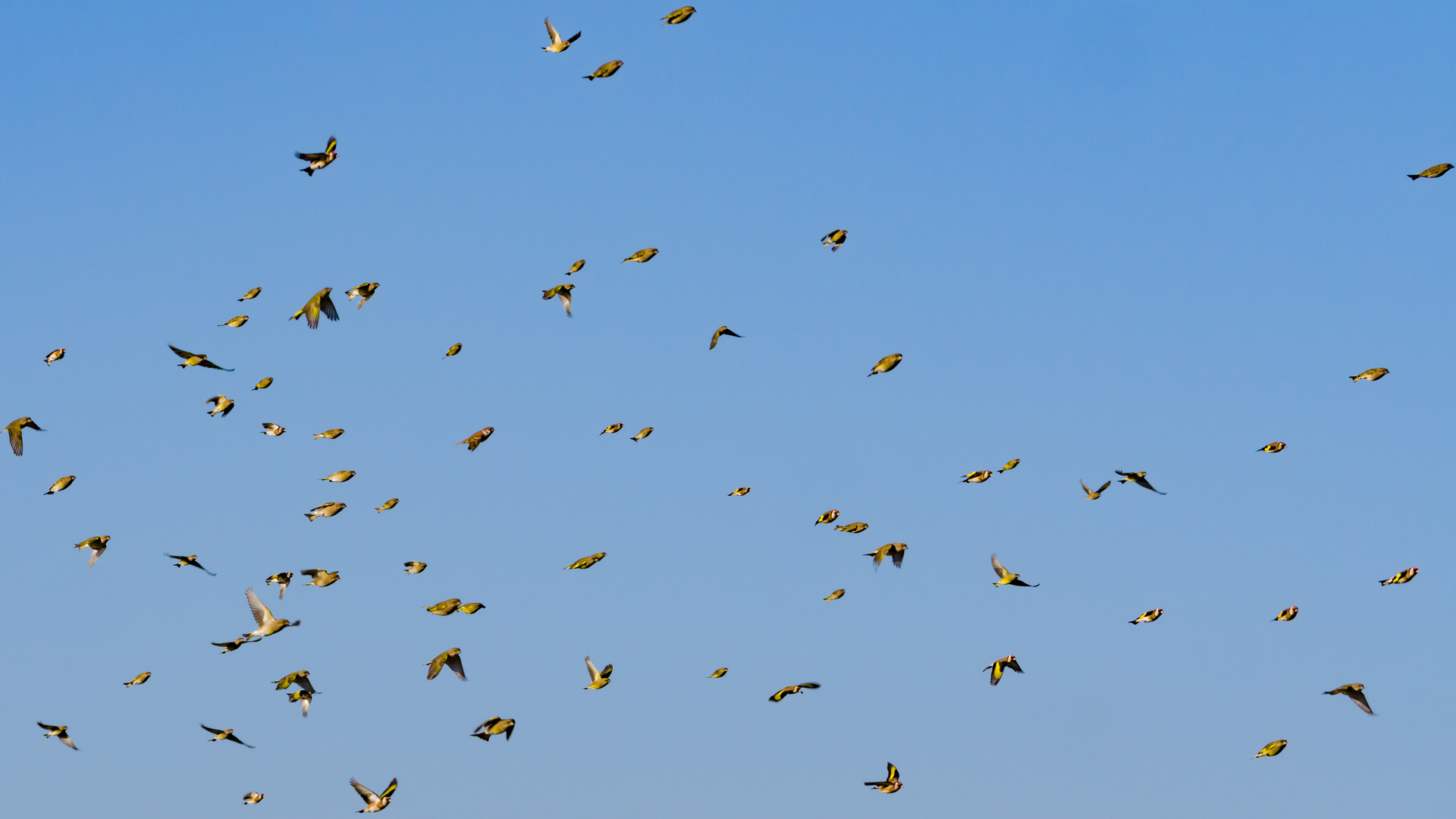 Alle Vögel sind schon da,... alle Vögel, ...alle!