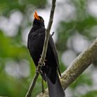 Alle Vögel sind schon da, Amsel.......